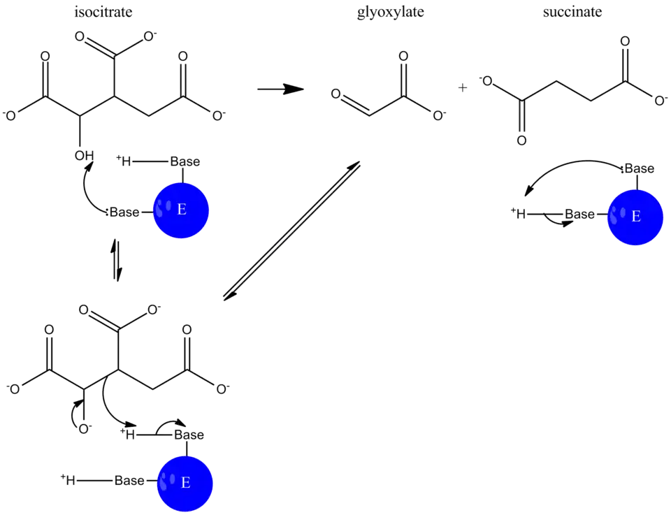 ICL-catalyzed reaction