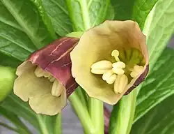 Scopolia carniolica: two flowers in close-up, showing unripe anthers - yet to dehisce.