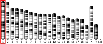 Chromosome 1 (mouse)