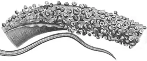 Oral (top) and aboral (bottom) views of tentacular club