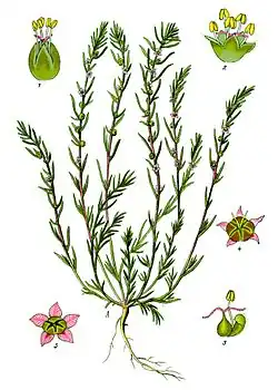 Bassia laniflora illustration, Camphorosmoideae