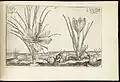 Saffron crocus from 1614 book