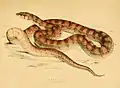 Illustration of a mole snake