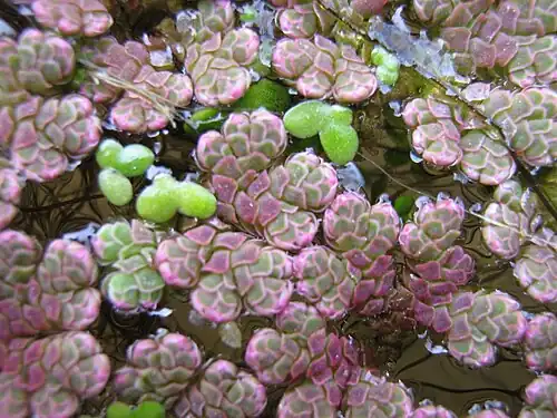 A. filiculoides (pink-tinged) with Lemna minor