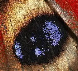 A zoomed in view of the wing scales on a Aglais io, or peacock butterfly.