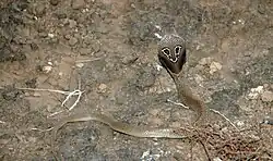 Binocellate cobra