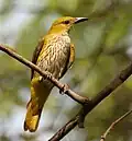 Indian golden oriole Oriolus kundoo