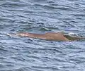Profile of the Indian Ocean Humpback Dolphin as visible on the surface