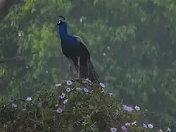 Indian Peacock on top of a flowerbush within the campus.