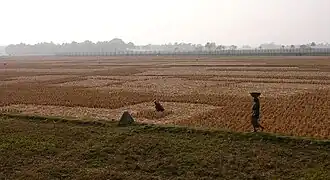 Indian fence, from Hili, Bangladesh