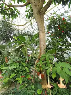 Interior of the greenhouse.