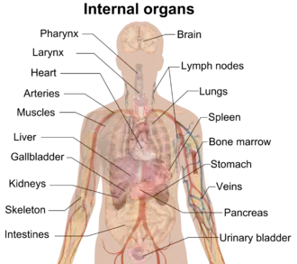 The internal organs and their contents