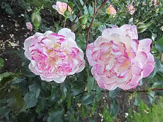 'All American Magic', (1997)