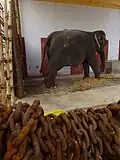 Temple elephant in her stable, Thiruvaiyaru Thanjavur, Tamil Nadu