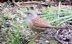 Dunnock, Lindome, Västra Götaland