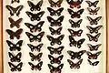 Photograph of a drawer of pinned butterflies