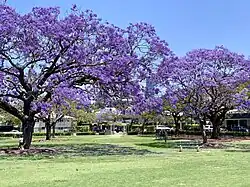 A long shot of group of Jacaranda trees, or Jacaranda mimosifolia, in the middle of a park in Brisbane, Australia. The tree contains distinctive pale indigo flowers which are outstretched over grassy plains and park benches.