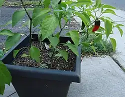 Maturing jalapeño in a planter box