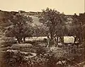 The Garden of Gethsemane, photograph, 1857