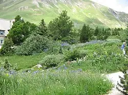 Alpine botanical garden