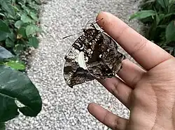 Feeding at a butterfly house