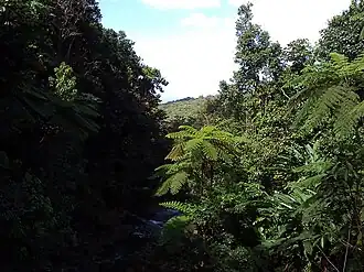Thick vegetation in Jiménez