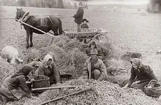 Sorting seed potatoes in Tartu County (1913)