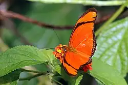 D. i. iulia male, Trinidad