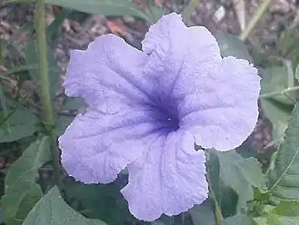 K.Pudur Village slateblue Flower
