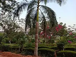 Kadri Park in Mangaluru - Pink Bougainvillea trees and Bamboo palm tree