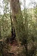 Kalatha tree base, Kalatha giant tree walk, Sylvia Creek Rd, Toolangi, Victorian Central Highlands, Australia