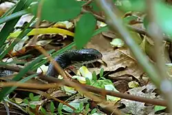 Black racer