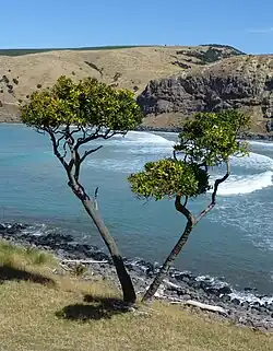 Two mature Corynocarpus laevigatus specimens closely located next to each other on grassland next to the ocean, with a cliff and other grassland visible in the distance. This image is photographed in Raupo Bay in the Banks Peninsula, in New Zealand's South Island.