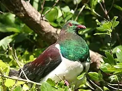 A large, purple-green and white bird, called the kererū, perched on a branch.