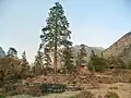 Knapp Cabin and Jeffrey pine (Pinus jeffreyi), on a moraine in Kings Canyon National Park.