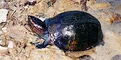 Scorpion mud turtle (Kinosternon scorpioides), southern Tamaulipas (23 September 2004).