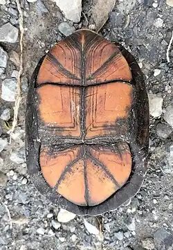 K. s. cruentatum plastron, Tamaulipas, Mexico