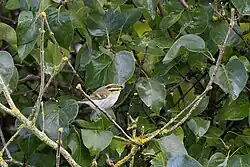 Pallas's leaf warbler, Torngård, Öland