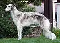 A grey Silken Windhound