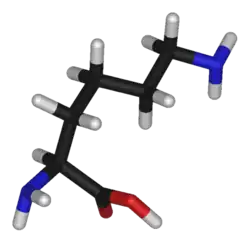 3D structure of L-lysine