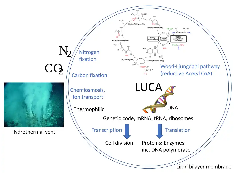 LUCA systems and environment included the Wood–Ljungdahl pathway.[10]