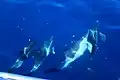 Common dolphins off La Palma