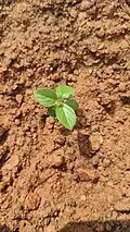Seedling
