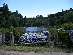 Hydrangeas near the Black Lake of Gramado, southern Brazil
