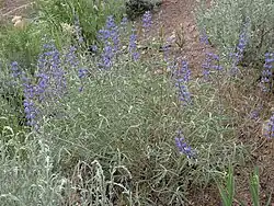 Lupinus argenteus var. meionanthus plant