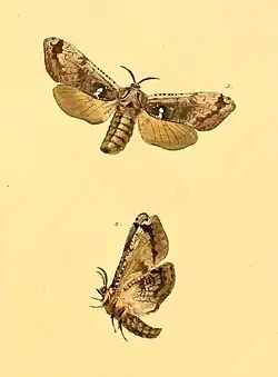 An illustration of the front and profile views of a Langsdorfia franckii moth