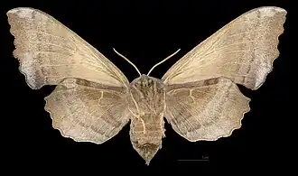 A female poplar hawk-moth, viewed from the front