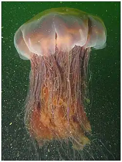 Lion's mane jellyfish, largest known jellyfish[235]