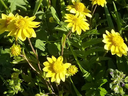 Close-up of flowers in Fremont, California
