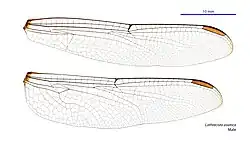 Male wings